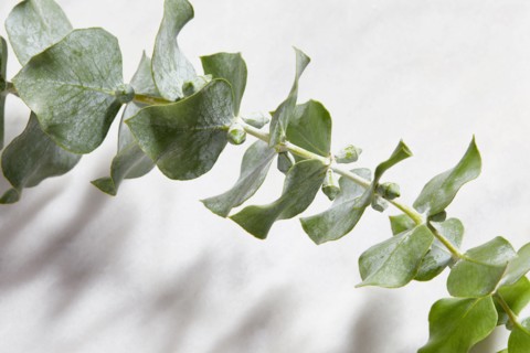 Close-up of eucalyptus leaves on white background
