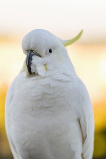 Sulphur-crested cockatoo
