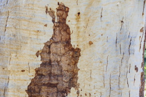 Close-up of textured tree trunk