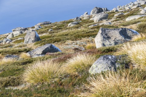 Kosciuszko National Park