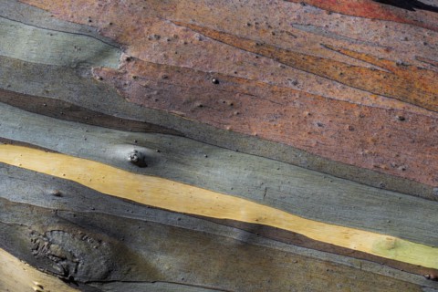 Close-up of striped tree bark