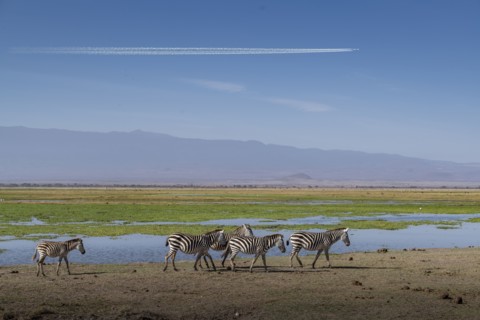 Zebras walking by pond