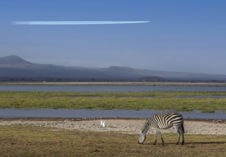 Zebra grazing by pond