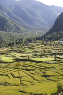 Rice fields in valley in Himalayas