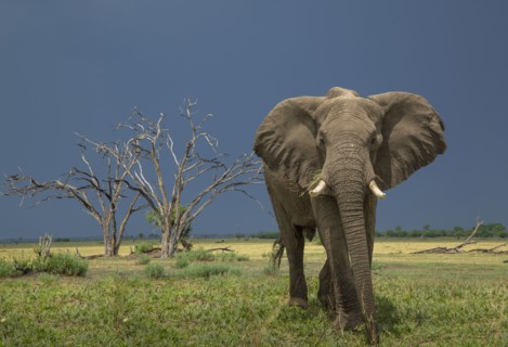 Elephant in savannah