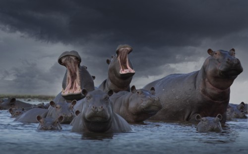 Herd of Hippos in swamp