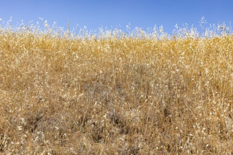 Close-up of wild oat grasses