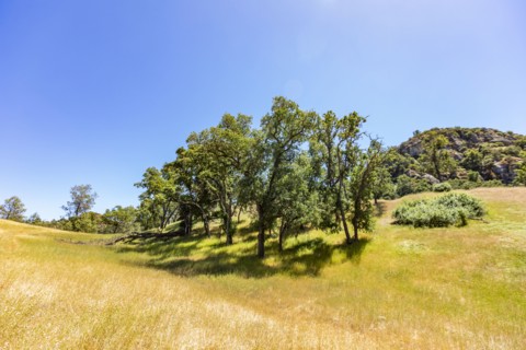 Golden grasses and oak trees