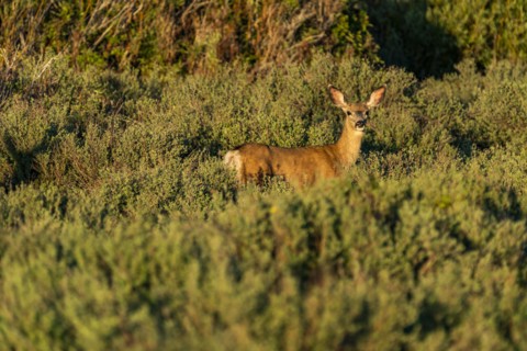 Deer standing among bushes