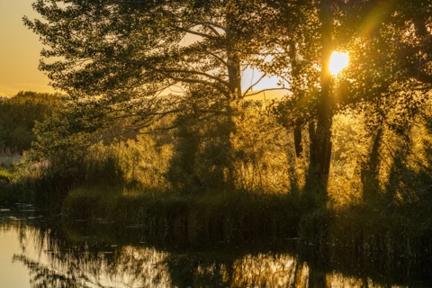 Sun shining though trees by pond
