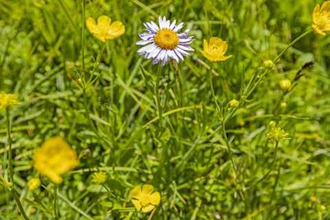 Close-up of grass and wildflowers