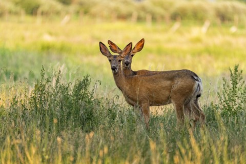 Deer standing in field and looking at camera