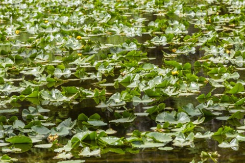 Lily pond filled with lily pads