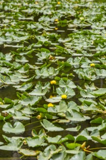 Lily pond filled with lily pads