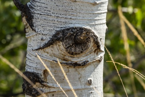 Eye-shaped formation in Aspen tree
