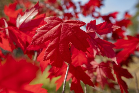 Japanese Maple in autumn