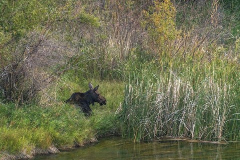 Moose grazing by creek