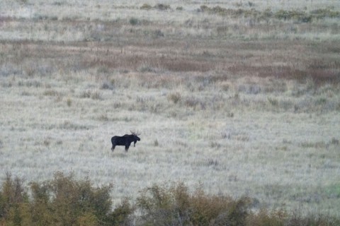 Bull moose in field at dusk