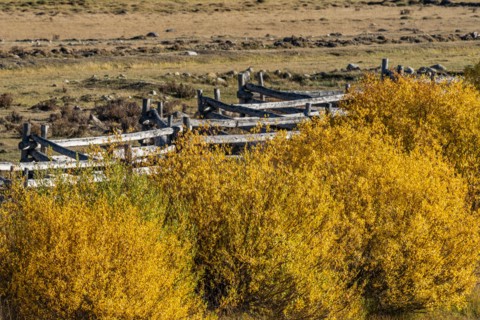 Fall foliage and rail fence near Sun Valley