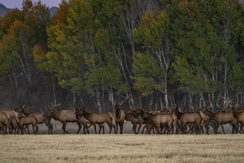 Herd of elk at dusk near Sun Valley