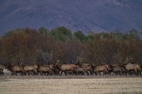 Herd of elk at dusk near Sun Valley