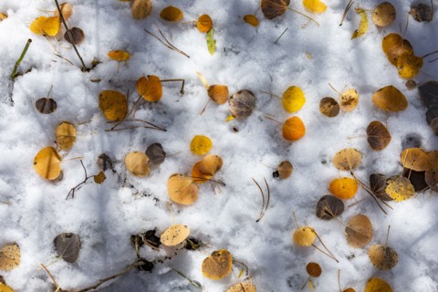 Autumn leaves on snow