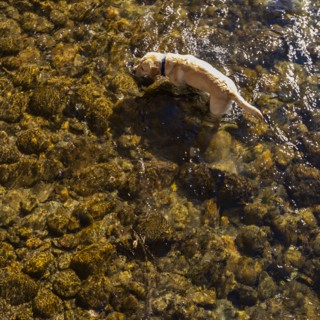Golden Retriever wading in Big Wood River