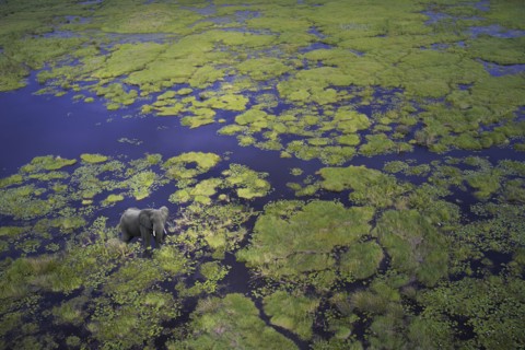 Aerial view of elephant walking in remote river