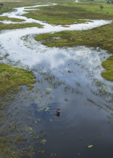 Hippopotamus swimming in rural river