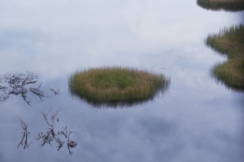 Reeds growing in still river