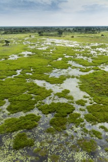 Plants growing in still river