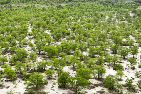 Aerial view of trees in flat remote landscape