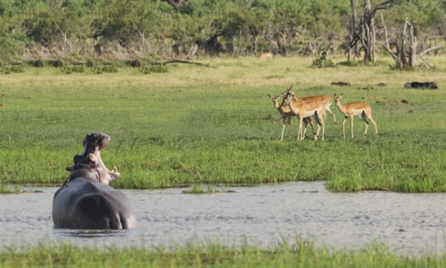 Hippopotamus roaring at antelope in remote water hole