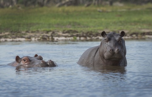 Hippopotamus swimming in remote water hole