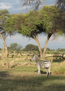 Zebra standing under trees in remote field