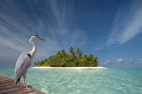 Stork standing on wooden dock near tropical island