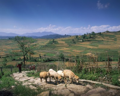 Flock of sheep walking on remote road