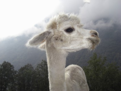 Close up of llama standing near mountain