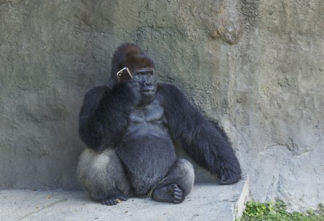 Gorilla sitting against stone wall using cell phone