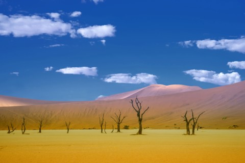 Dead trees and sand dunes in remote desert landscape