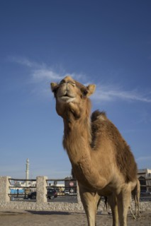 Low angle view of camel under blue sky