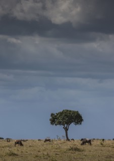 Animals grazing in savanna field