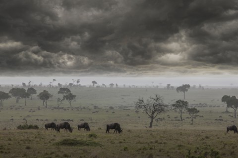 Storm clouds over savanna field