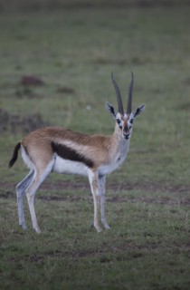 Animal grazing in field