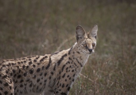 Animal standing in savanna field