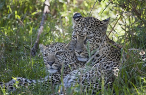 Leopards laying in grass