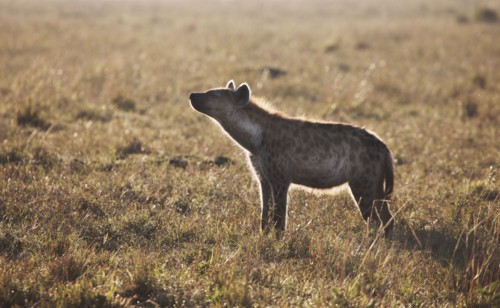 Animal standing in grass