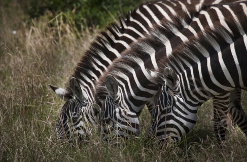Zebras grazing in field