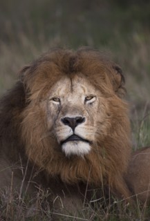 Lion laying in grass