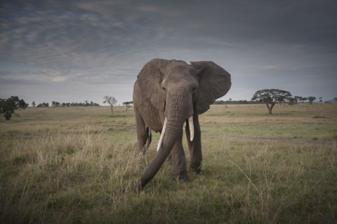 Elephant walking in savanna field